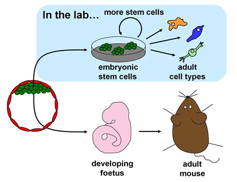 Embryonic Stem Cells Diagram