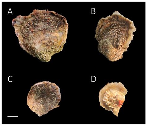 Genetic Variability in Mediterranean Coastal Ecosystems: Insights into ...