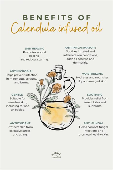 Best 13 Benefits of calendula infused oil, aromatherapy, science of ...