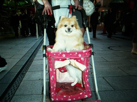 Fuji Full Frame Camera 的图像结果