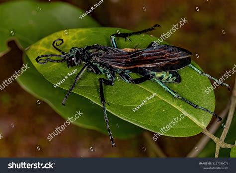 40 Pompiloidea 图片、库存照片和矢量图 | Shutterstock
