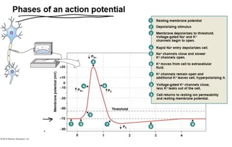Image result for Threshold vs Resting Membrane Potential