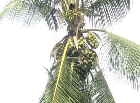 Viral Coconut Tree: ಒಂದೇ ಮರದಲ್ಲಿ ಭರ್ತಿ 2,000 ತೆಂಗಿನಕಾಯಿ! ವೈರಲ್ ಆಗ್ತಿದೆ ...