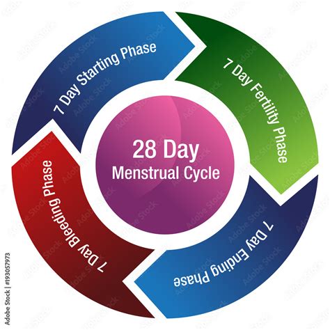 Fertility Cycle Graph 的图像结果