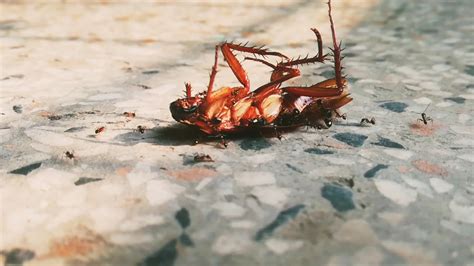 Cockroach Dance Challenge 的图像结果