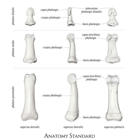 Anatomy Standard - Drawing Phalanx proximalis, media and distalis: dorsal, lateral, and palmar ...