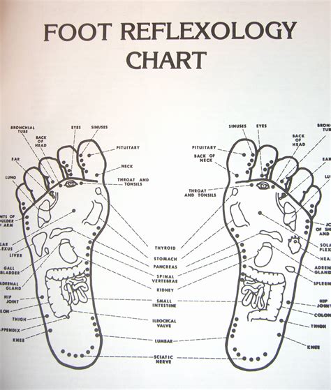 Feet Reflexology Map at Robert Locklear blog
