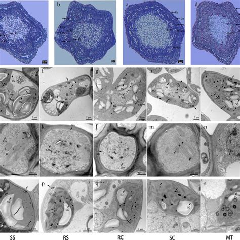 Image result for Plantlets Examples