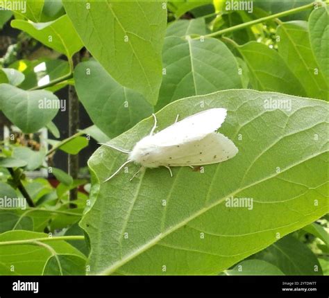 Agreeable Tiger Moth (Spilosoma congrua Stock Photo - Alamy