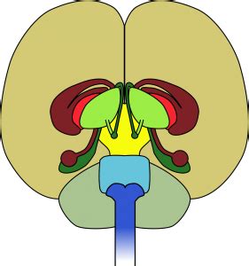 ¿Qué es medular? Definición, concepto y significado.