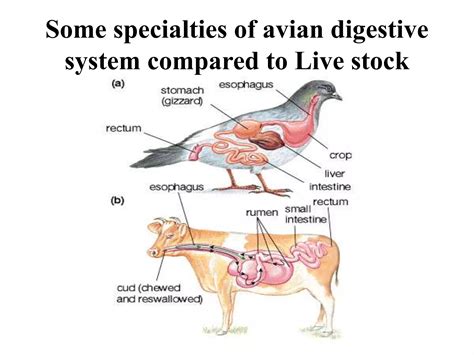 digestive system of Poultry | PPTX