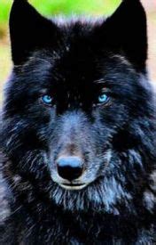 Image result for Wolves Ladybug