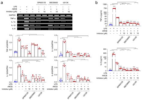 Naegleria fowleri Cathepsin B Induces a Pro-Inflammatory Immune ...