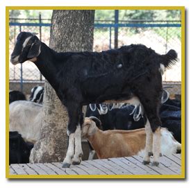 Breeding Management of Sheep and Goat