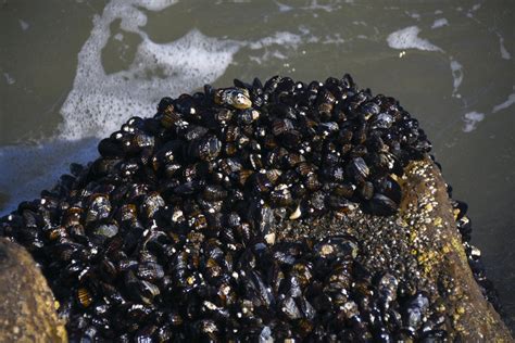 Image result for Musselshell High Resolution