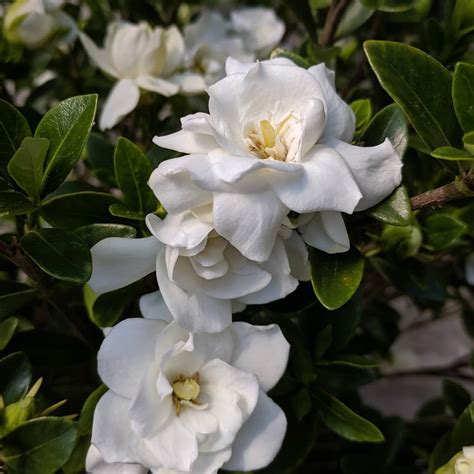 Gardenia flower meaning: find out what this flower symbolizes ↓