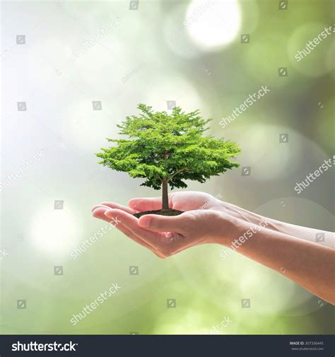 Image result for Pro-Humane Tree-Planting Project