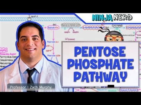 Metabolism - Pentose Phosphate Pathway Video Lecture - MCAT