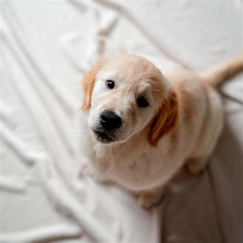 Golden Retriever’s Dramatic Hug Demands Are Too Cute To Handle - Parade ...