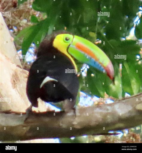Keel-billed Toucan (Ramphastos sulfuratus), Aves, Darien, PA, When I ...