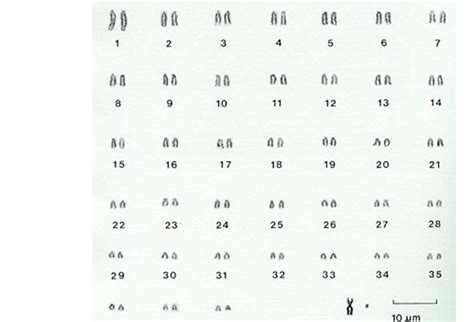 Image result for Research Code Sheet Example