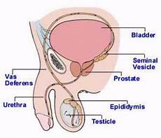 meaning of vas vas deferens definition location function and related meaning of vas vas deferens definition location function and related