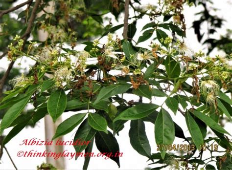 Medicinal Plant Details