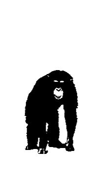 Image result for R-loop