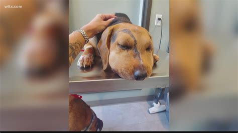 What Happens When A Dog Gets Bit By A Rattlesnake