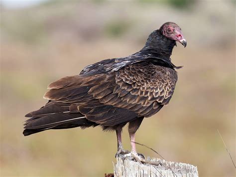 Turkey Vulture - eBird
