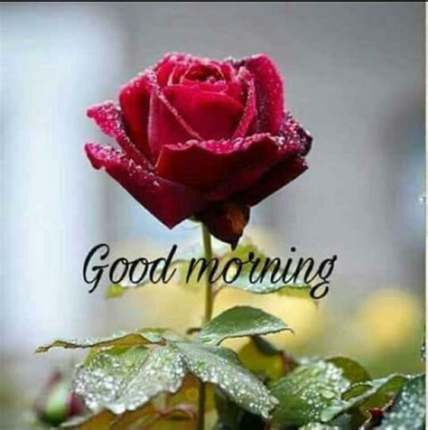The Ultimate Collection of Over 999 Good Morning Images with Roses in ...