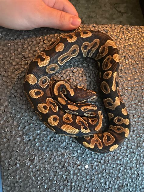 Image result for Ball Python 1 Year Old