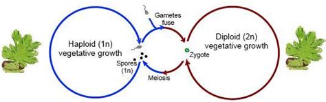 what is alternation of generation explain with the help of diagram?STD ...