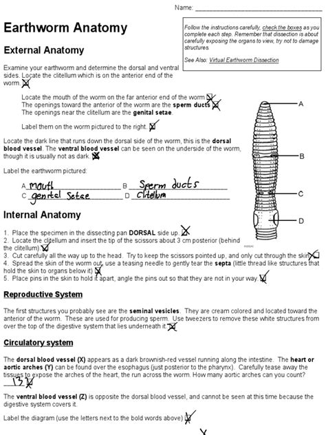 Image result for Worm Microscope Observations Worksheet