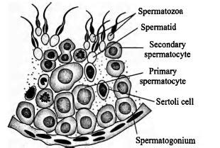 Recognise the figure and find out the correct matching.