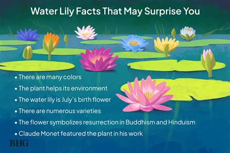 6 Water Lily Facts to Know and Love