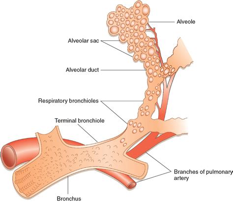 Lung anatomy - Clinical Tree