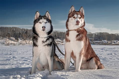 Siberian Husky vs. Alaskan Malamute: A Comprehensive Guide - Hollywood ...