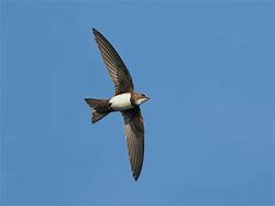 Image result for swifts
