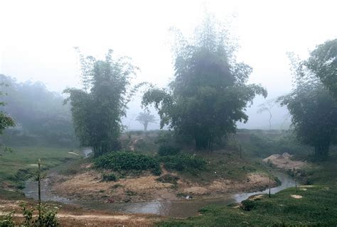 Khadim Tea Estate 2