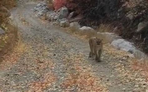 美国犹他州男子在峡谷发现可爱小美洲狮想靠近拍照 凶狠美洲狮妈妈突然冲出 - 神秘的地球 科学|自然|地理|探索