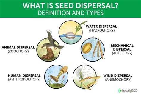 Seed Dispersal Examples 的图像结果