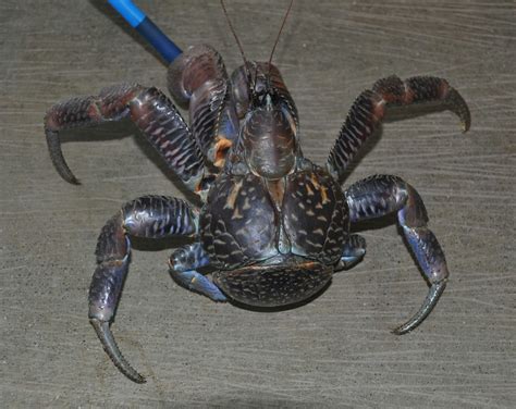 Did Coconut Crabs Eat Amelia Earhart? Inside This Batshit Conspiracy Theory