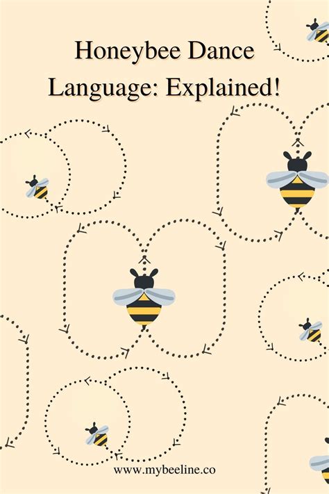 Image result for Bee Dance Language