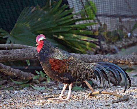 Pictures and information on Green Junglefowl