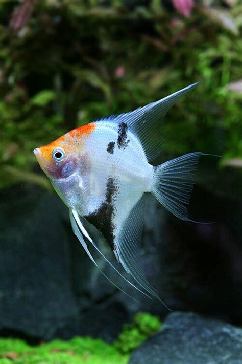 Image result for Colorful Angelfish