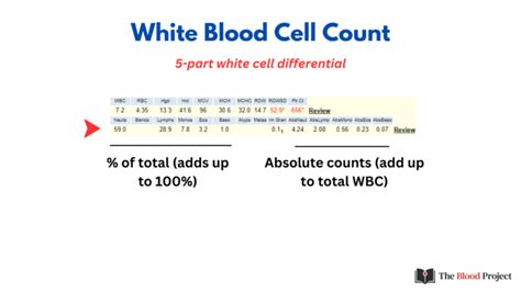 Image result for WBC Count Microscope