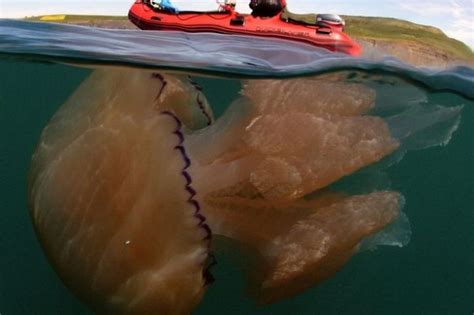 巨型水母英國沿海現身 祖孫潛水看傻眼 - 國際 - 自由時報電子報