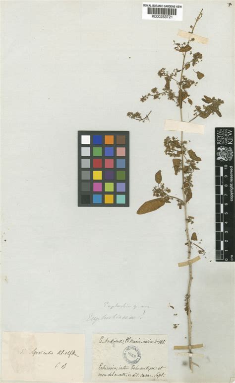 Euphorbia segoviensis Boiss. | Plants of the World Online | Kew Science