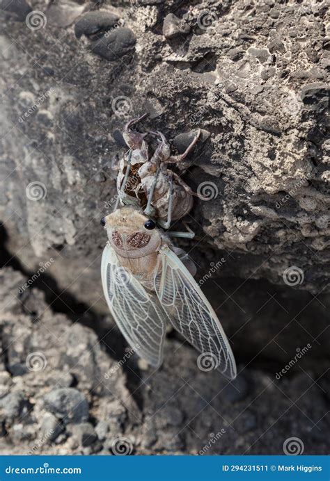 Cicada Emerges after Hibernation Stock Image - Image of baker, shell: 294231511